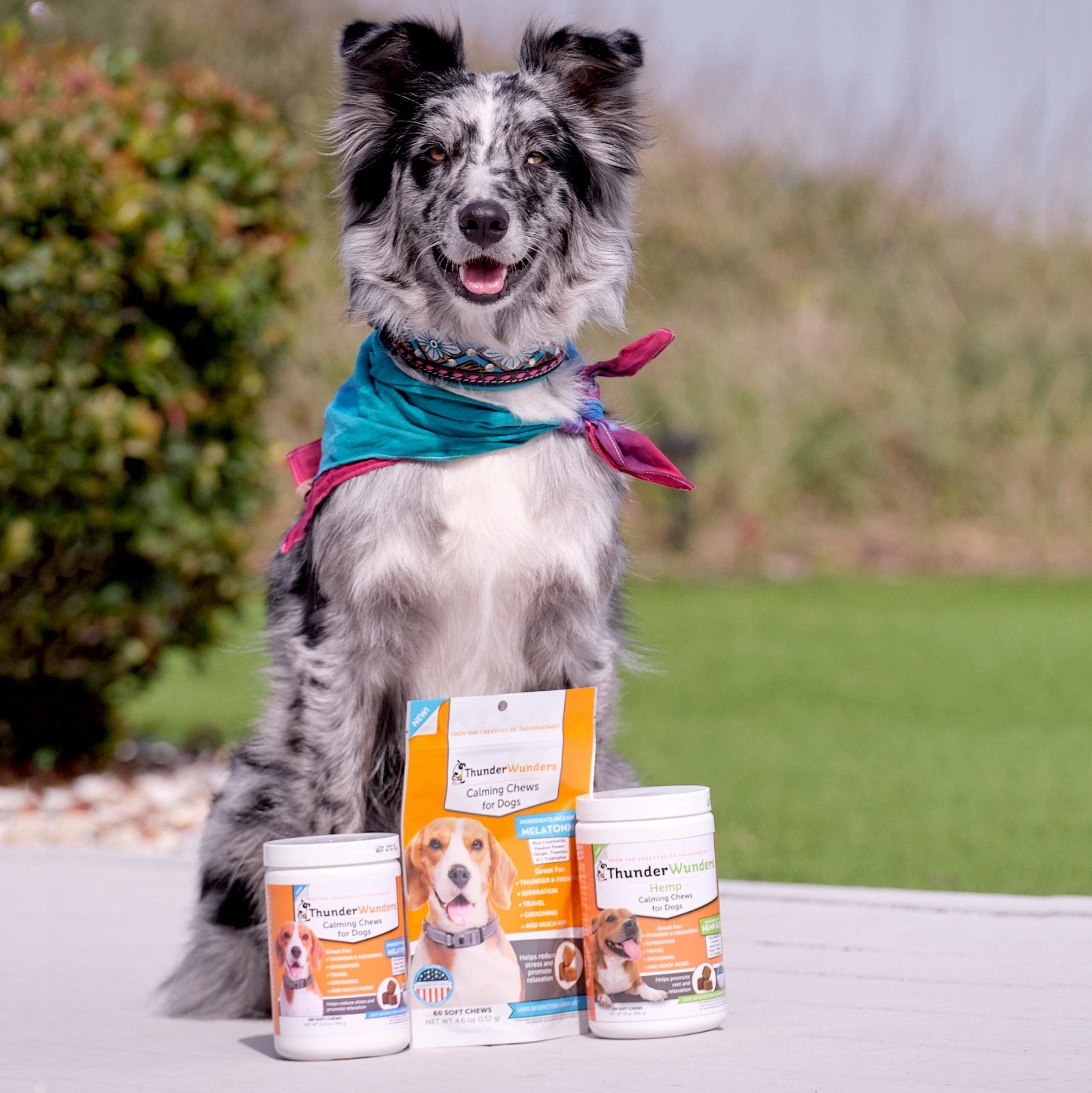 sm-image-3199ae759e3b66d1c144ab7d ThunderBites® for Dogs - Hemp Calming Chews