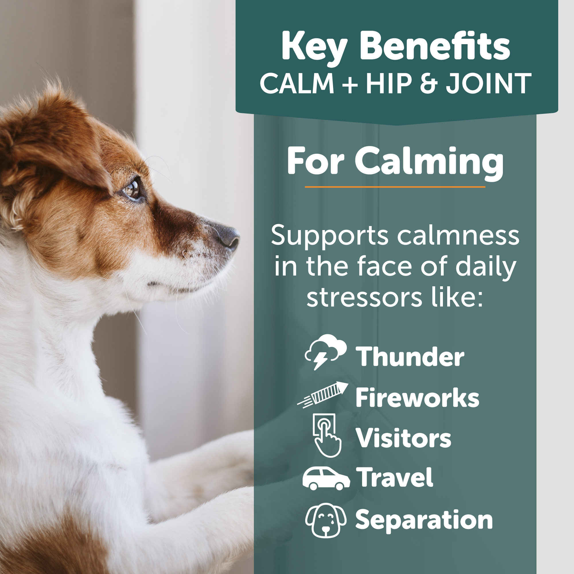 sm-image-78a499510ced33ce14e420bb ThunderBites® Calm + Hip & Joint Daily Soft Chews for Dogs