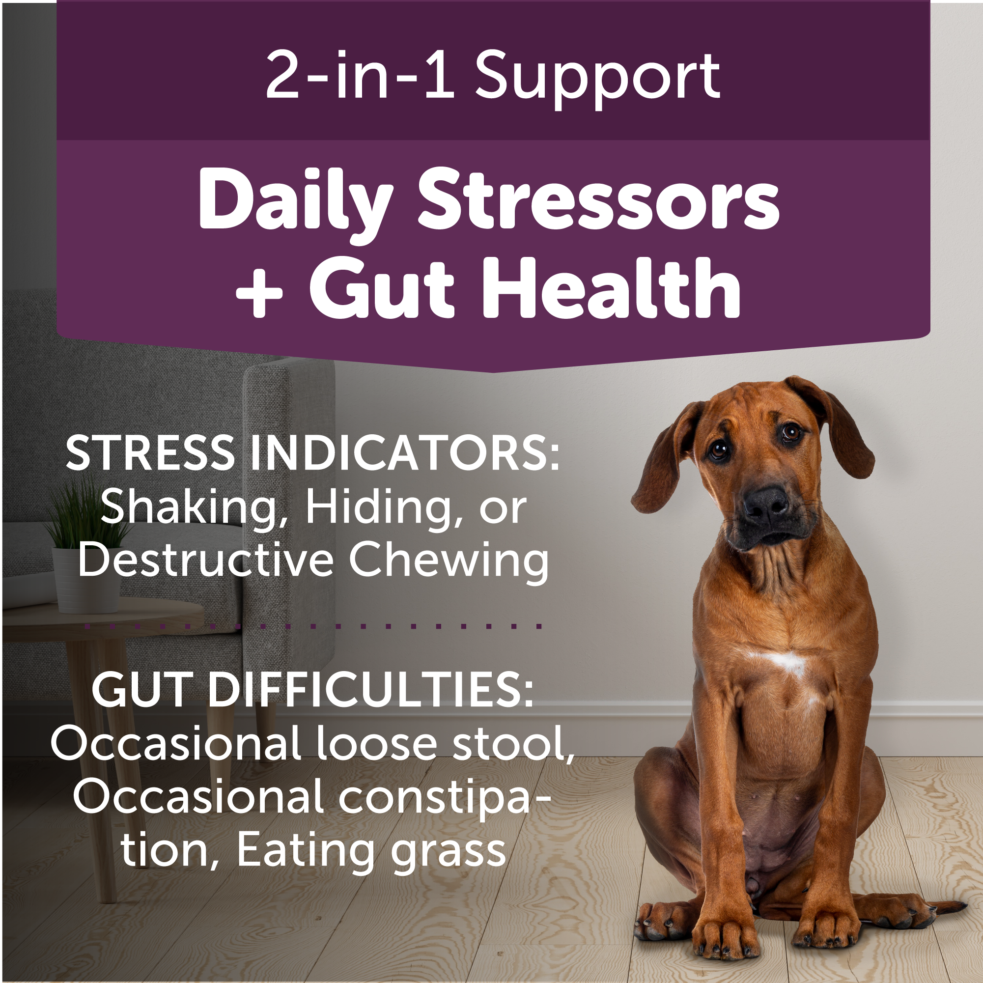 sm-image-955ca5fe24f0ad03b49cc3fe ThunderBites® Calm + Probiotic Daily Soft Chews for Dogs