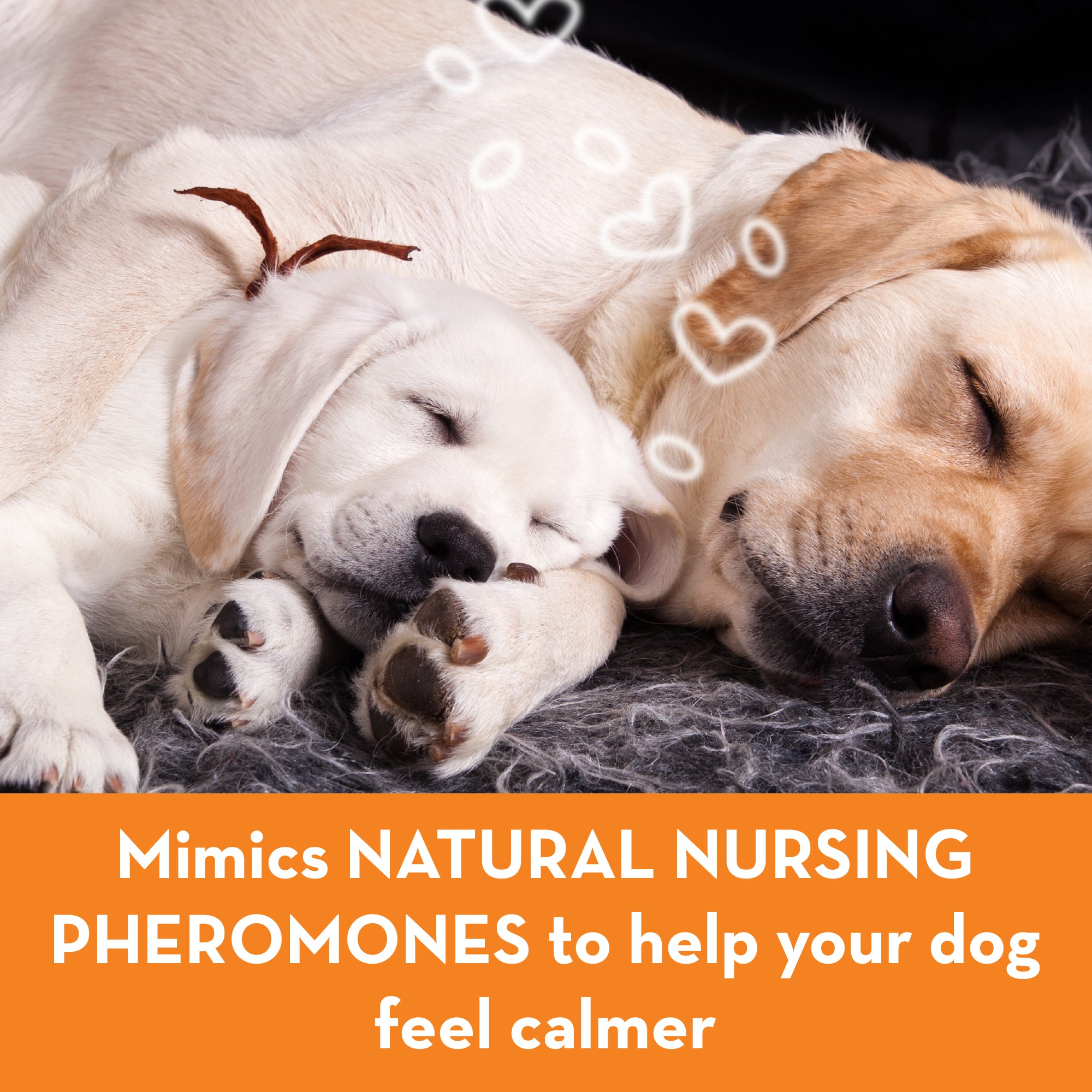 sm-image-fbd19835be88f7b1ce98806a ThunderEase® for Dogs - Calming Spray